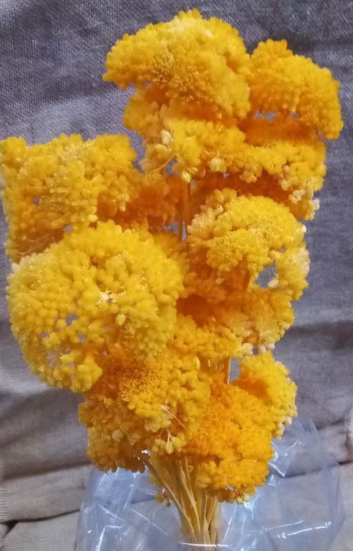 Achilea Preservada Amarilla - Imagen 1