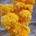 Achilea Preservada Amarilla - Imagen 1
