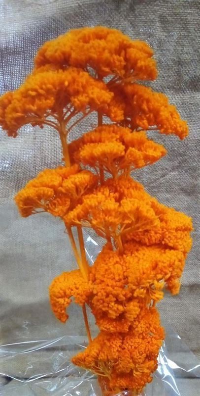 Achilea Preservada Naranja - Imagen 1