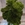 Achilea Preservada Verde - Imagen 1