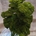 Achilea Preservada Verde - Imagen 1