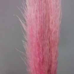 Cortaderia (Pampa) Rosa - Imagen 1