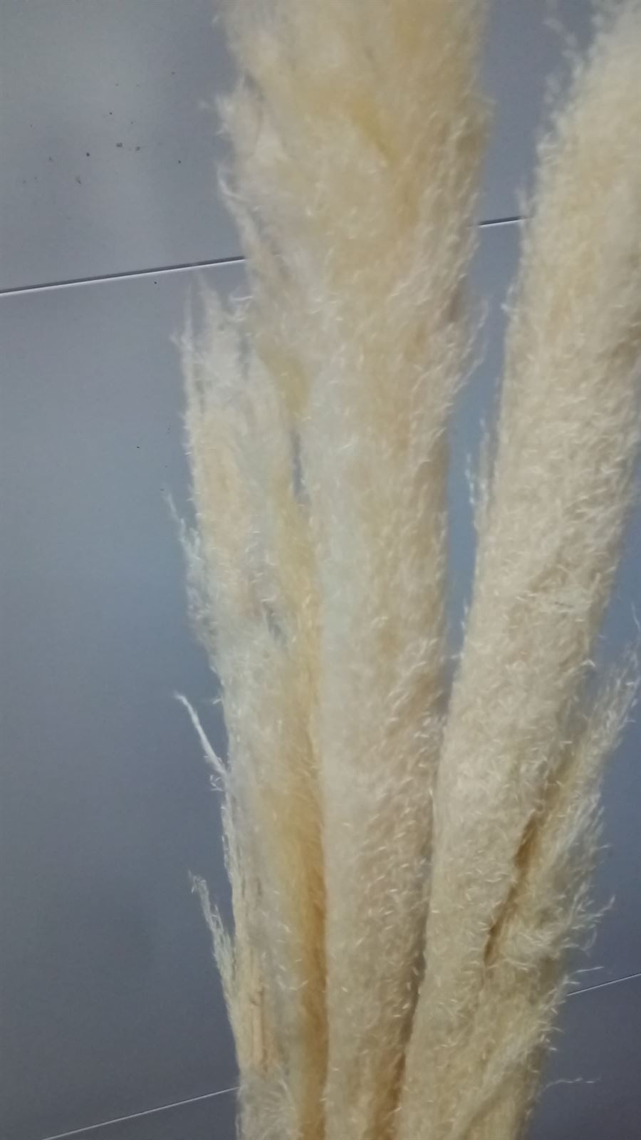 Cortaderia (Pampa) - Imagen 2