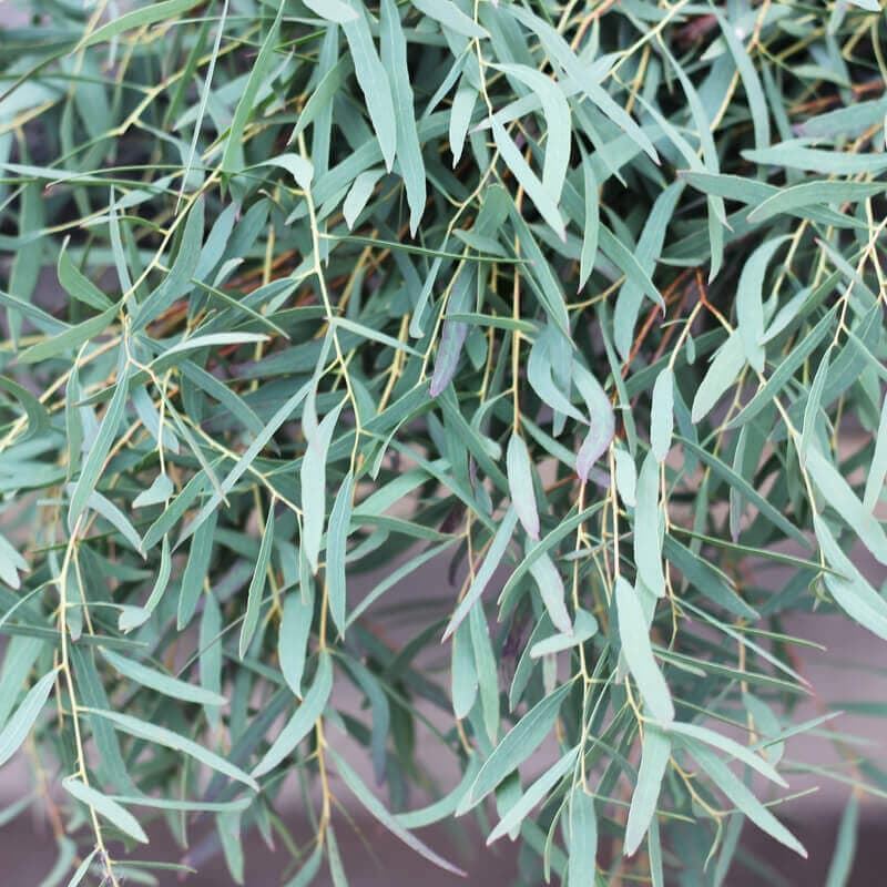 Eucaliptus Nicholii - Imagen 1