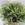 Eucaliptus Parvifolia - Imagen 1