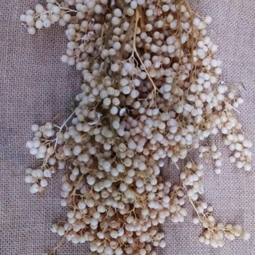 Falsa Pimienta Preservada Blanca - Imagen 1