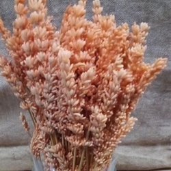 Lavanda Preservada Naranja - Imagen 1