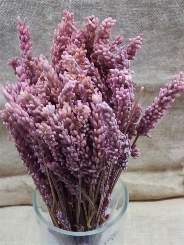 Lavanda Preservada Rosa - Imagen 1