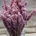 Lavanda Preservada Rosa - Imagen 1
