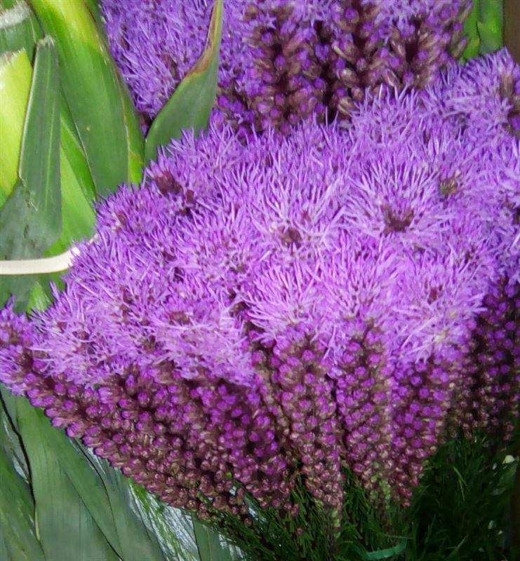 Liatris Morado - Imagen 1