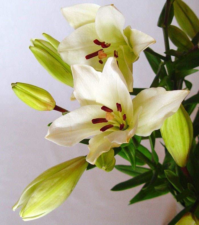 Lilium LA Blanco - Imagen 1