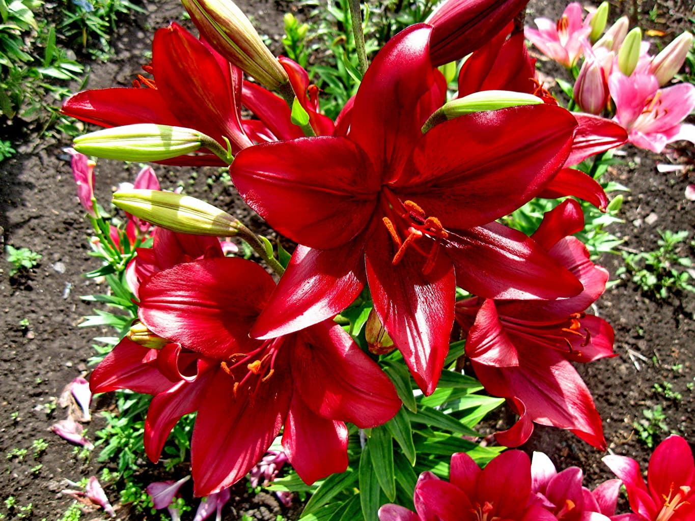 Lilium LA Rojo - Imagen 1