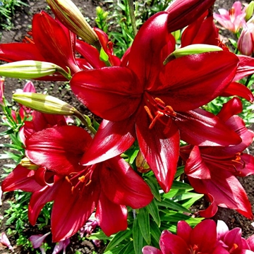 Lilium LA Rojo - Imagen 1