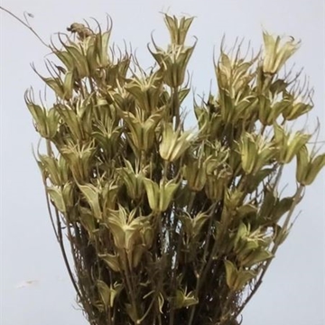 Nigella Sativa - Imagen 1