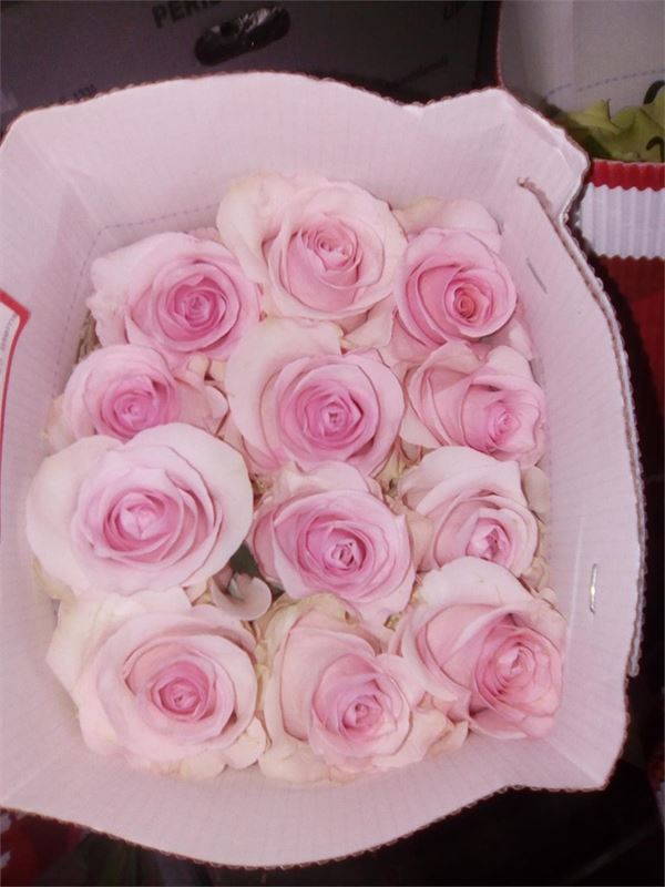 rosas - Imagen 1