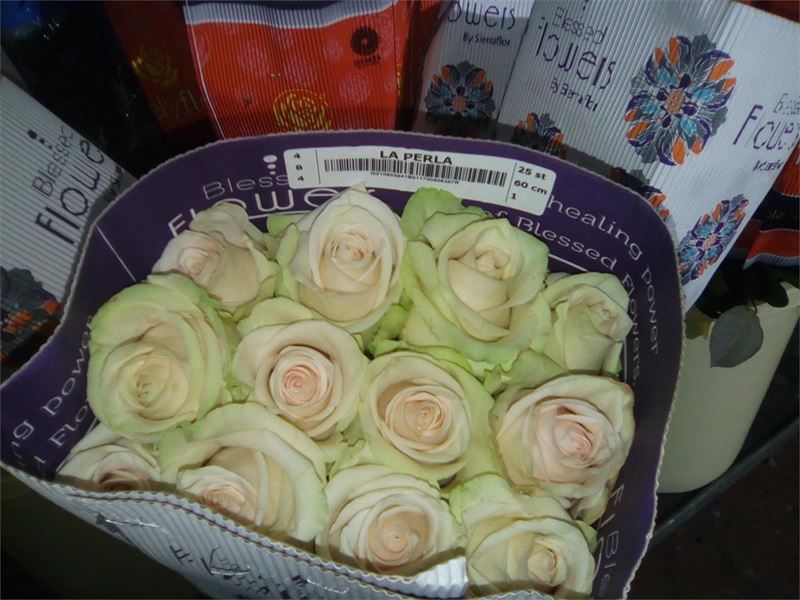 rosas - Imagen 2