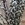 salix - Imagen 1