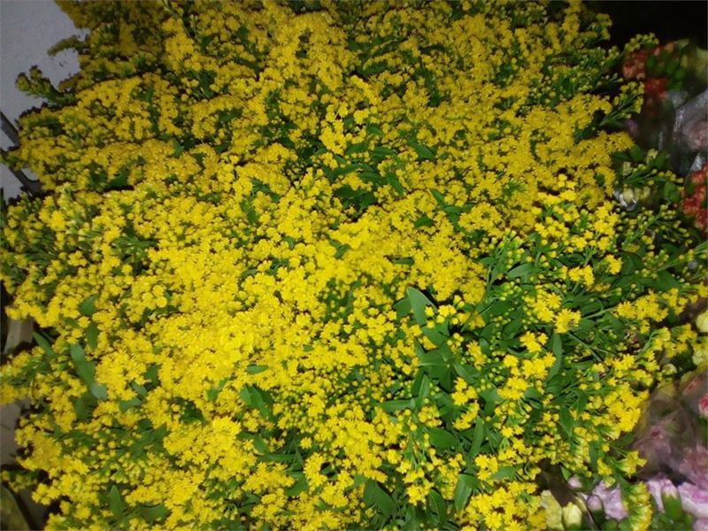 Solidago - Imagen 1