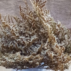 Tatarica Preservada Blanca - Imagen 1