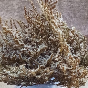 Tatarica Preservada Blanca - Imagen 1