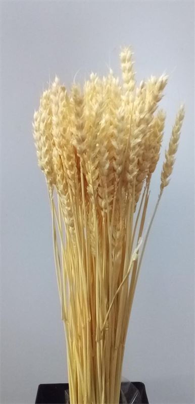 trigo seco natural - Imagen 1